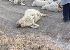 Productores de la Patagonia se unieron a los del norte para exigir medidas ante el avance de la fauna exótica y originaria que hace inviable la producción ovina