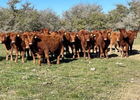 De enorme paso adelante a zánganos de escritorio el chipeo obligatorio del Gobierno para el ganado revivió reacciones encontradas en el campo