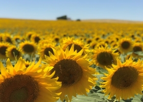 Esta semana se generalizó la siembra de girasol en todas las regiones