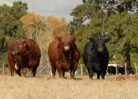 Jugar en primera un mensaje contundente al mundo y, esta vez, sin vuelta atrás para la carne