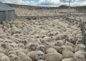Peor de lo que pensaba perdió $200 millones por la muerte de sus ovejas y cuenta cómo fue el trágico desenlace