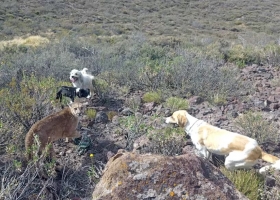 Matan por matar denuncian una catástrofe productiva en la Patagonia por el avance del puma