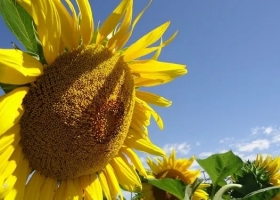 Los que apostaron al girasol se sacaron la “lotería” con la fuerte suba registrada por los precios de la oleaginosa