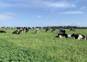 Prevén mejoras en el precio de la leche y se presenta un escenario favorable para los tambos