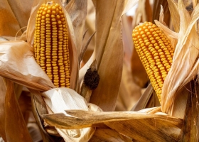 Maíz tardío mejoran las perspectivas del cultivo, pero no se puede descansar en lo que se logró en el invierno