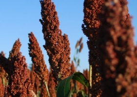 Guerra comercial Comienzan a entonarse los precios de los forwards de sorgo argentino 2024/25 con un cultivo que puede llegar a ser el ganador de la campaña