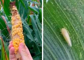 Buena noticia para el maíz la plaga de la chicharrita sigue ausente en casi el 90% de un monitoreo de localidades