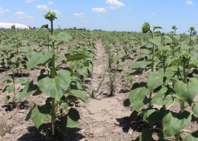 Con la mejora de los precios de exportación la matriz comercial del girasol argentino se internacionalizó