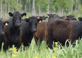 El precio de la carne está limitado por la caída del consumo