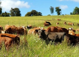  La cepa argentina modificada contra el herpesvirus trasciende fronteras