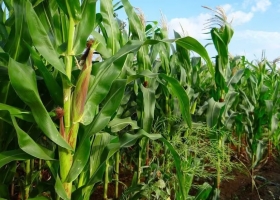 Le perdió el miedo el productor deja atrás una plaga y se reactiva la venta de semillas para maíz tardío