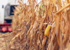Buena noticia para los maíces tardíos. Sigue cayendo el precio de la urea en el mercado argentino