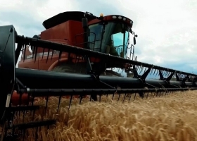 Los productores que están atentos a las tendencias del mercado lograron sacarle una renta adicional al trigo en cuestión de semanas