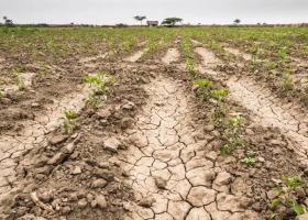 Nuevo escenario la falta de lluvias golpea en un momento crítico para los cultivos