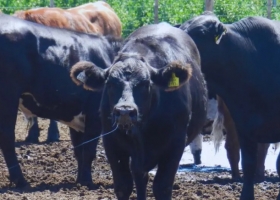 Ola de calor cómo asegurar el bienestar animal en bovinos