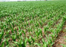 Avanzó la siembra de soja y maíz con ajustes en las proyecciones de superficie