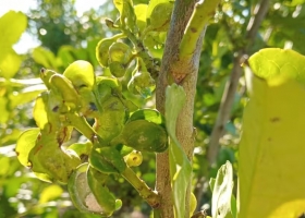 La voraz plaga que ataca a las plantaciones de yerba mate y amenaza con recortar la producción