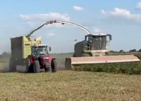 Productores pican soja y maíz que no pueden cosechar por la sequía y deciden utilizarla para alimentación animal
