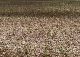 Las lluvias del fin de semana fueron insuficientes para revertir la crítica situación de los cultivos