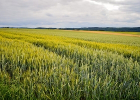 Tras una caída en diciembre, vaticinan una recuperación del mercado de campos para el 2025