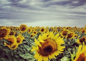 Disminuyeron las exportaciones de aceite de girasol en diciembre
