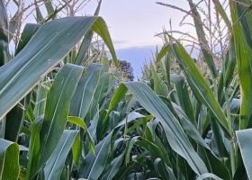 Corajudos Liag se animó a hacerle frente a la chicharrita y decidió incrementar el área sembrada con maíz