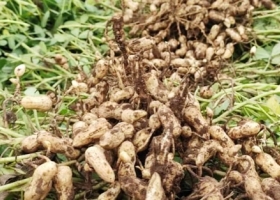 Nuevo récord en la siembra de maní. El cultivo regional que aporta casi 1.200 millones en divisas y que desata polémicas cada vez que crece