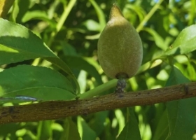 En Catamarca, el INTA estudia los requerimientos de temperatura de las distintas variedades de almendros para mejorar su manejo y productividad