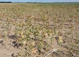 Ya no hay nada la sequía arrasa en una provincia y crece el drama de quienes pierden todo en el campo