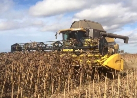 Santa Fe Nuevas precipitaciones ralentizaron la cosecha de girasol y de maíz temprano.