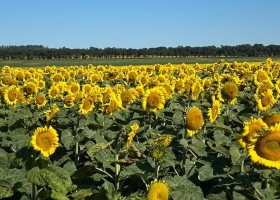 Las malas cosechas en los países del Mar Negro sostienen los precios del girasol