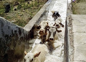 Senasa impulsa tratamientos sanitarios estratégicos contra las garrapatas