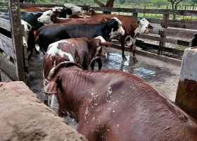 Explosión de casos alertan sobre un impactante avance de la garrapata y la muerte de cientos de vacas