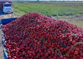 Más barata despega la importación de pasta de tomate de China y Chile y hay alerta entre los productores