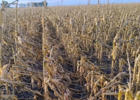 Desastre total: un temporal con piedras muy grandes arrasó en minutos miles de hectáreas mientras los productores cosechaban
