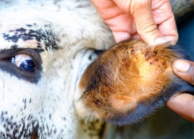 US$250 millones: una vieja enemiga de las vacas vuelve a causar graves pérdidas