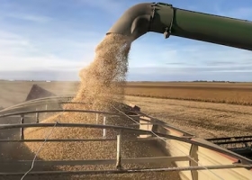 Contra todo pronóstico pese al golpe de La Niña, la soja da una sorpresa en plena cosecha