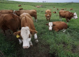 Indicadores cómo le fue a la producción de carne en abril de 2025