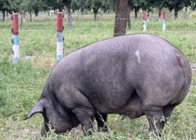 Descendiente de andaluces cría cerdos negros y hace el único jamón de bellotas de la Argentina que compite con el español