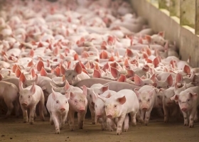 No tiene techo presentaron un ambicioso plan de inversiones por US$1600 millones en el negocio porcino