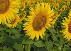 El girasol argentino todavía tiene margen para crecer, Un estudio mostró que las brechas de rendimiento oscilan entre el 34% y el 40% a nivel país