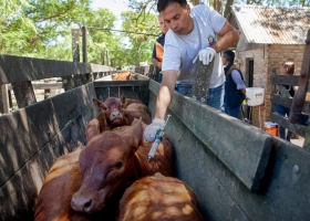 Mayor apertura y libertad el Gobierno amplió un listado de países para importar productos veterinarios y sumó a Brasil