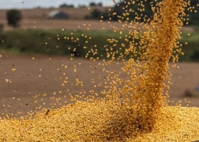 En lo que va del año la competitividad de la industria aceitera mejoró de manera notable con respecto a la exportación de poroto