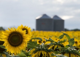 Cosecha récord de girasol creció un 28,2% respecto a la campaña anterior