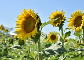 Girasol con una campaña récord, aportaría más de USD 2000 millones a la economía