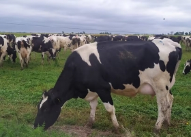 Crece cada vez más cuál es y cómo se controla una enfermedad que genera graves perjuicios en bovinos