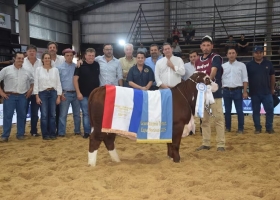 Las Nacionales La Dominga y Santa Irene se consagraron en el campeonato de terneros de Braford