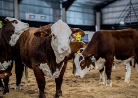 La Argentina tiene lo que el mundo busca para la carne, remarcan en una raza bovina que no para de crecer