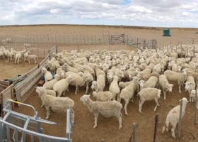 100.000 familias se verán afectadas temor en empresas patagónicas del agro por una medida del Gobierno