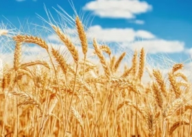 El mercado del trigo nuevo y la rentabilidad de los cultivos para el ciclo 2025/26